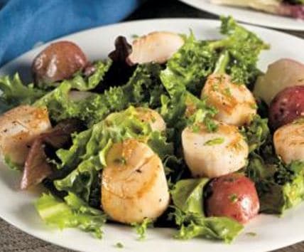 Seared scallop salad