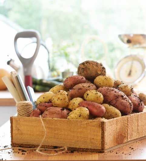 Healthy Potatoes in San Luis Valley