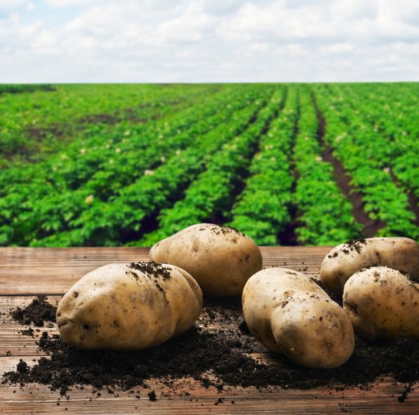 Producing Perfect Potatoes in San Luis Valley