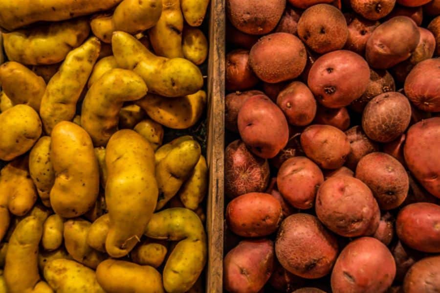 Potato Storage Tips in San Luis Valley, CO