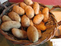 Russets Potatoes in San Luis Valley, CO